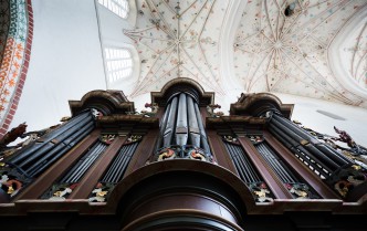 view of the organs from the perspective of a frog